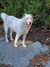 ARTAX, Hund, Mischlingshund in Bulgarien - Bild 2