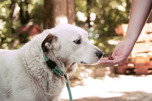 ARTAX, Hund, Mischlingshund in Bulgarien - Bild 20