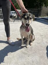 CLOONEY, Hund, Siberian Husky-Mix in Bulgarien - Bild 1