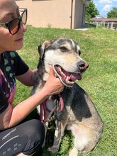 CLOONEY, Hund, Siberian Husky-Mix in Bulgarien - Bild 10