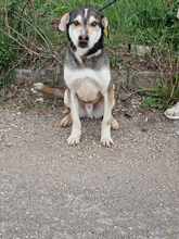 CLOONEY, Hund, Siberian Husky-Mix in Bulgarien - Bild 11