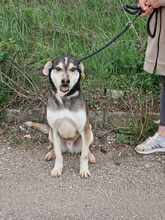 CLOONEY, Hund, Siberian Husky-Mix in Bulgarien - Bild 12