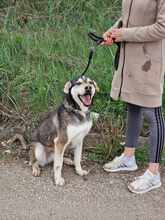 CLOONEY, Hund, Siberian Husky-Mix in Bulgarien - Bild 13