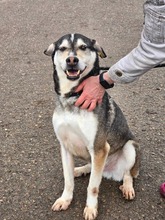 CLOONEY, Hund, Siberian Husky-Mix in Bulgarien - Bild 14