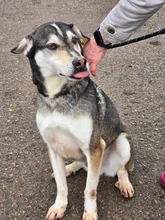 CLOONEY, Hund, Siberian Husky-Mix in Bulgarien - Bild 15