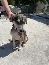 CLOONEY, Hund, Siberian Husky-Mix in Bulgarien - Bild 2