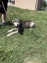 CLOONEY, Hund, Siberian Husky-Mix in Bulgarien - Bild 3