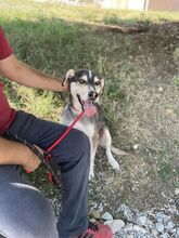 CLOONEY, Hund, Siberian Husky-Mix in Bulgarien - Bild 5