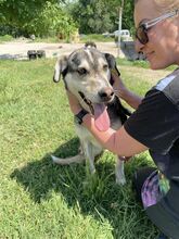 CLOONEY, Hund, Siberian Husky-Mix in Bulgarien - Bild 7