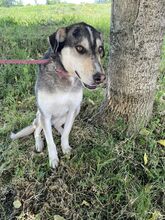 CLOONEY, Hund, Siberian Husky-Mix in Bulgarien - Bild 8