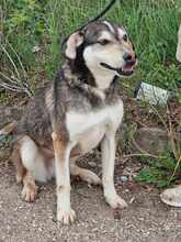 CLOONEY, Hund, Siberian Husky-Mix in Bulgarien - Bild 9