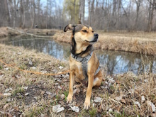 OLIVER, Hund, Mischlingshund in München - Bild 2