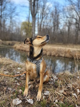 OLIVER, Hund, Mischlingshund in München - Bild 3