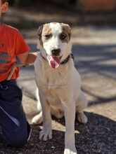 MEX, Hund, Mischlingshund in Bulgarien