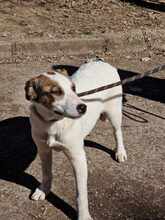 MEX, Hund, Mischlingshund in Bulgarien - Bild 10