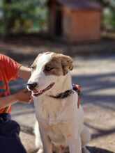 MEX, Hund, Mischlingshund in Bulgarien - Bild 12