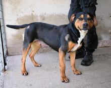 XYLIA, Hund, Mischlingshund in Italien