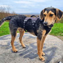 BENEDITO, Hund, Mischlingshund in Holzwickede - Bild 1