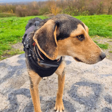 BENEDITO, Hund, Mischlingshund in Holzwickede - Bild 2