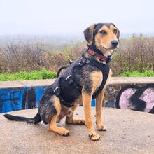 BENEDITO, Hund, Mischlingshund in Holzwickede - Bild 4