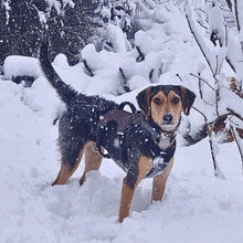 BENEDITO, Hund, Mischlingshund in Holzwickede - Bild 5