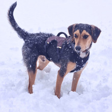 BENEDITO, Hund, Mischlingshund in Holzwickede - Bild 8