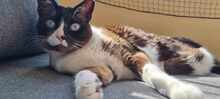 TOFFEE, Katze, Siam-Snowshoes-Mix in Hamburg - Bild 2