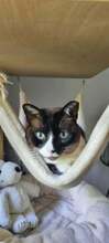 TOFFEE, Katze, Siam-Snowshoes-Mix in Hamburg - Bild 4