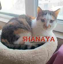 SHANAYA, Katze, Europäisch Kurzhaar in Siegbach
