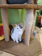 FLEKI, Katze, Europäisch Kurzhaar in Alsbach-Hähnlein - Bild 11