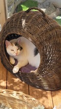 FLEKI, Katze, Europäisch Kurzhaar in Alsbach-Hähnlein - Bild 12