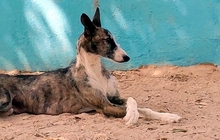 SELVA, Hund, Galgo Español in Haan