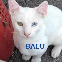 BALU, Katze, Angorakatze in Bulgarien
