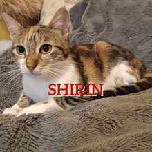 SHIRIN, Katze, Europäisch Kurzhaar in Langenhagen