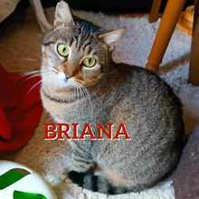 BRIANA, Katze, Europäisch Kurzhaar in Bulgarien - Bild 1