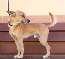 TYSON, Hund, Mischlingshund in Spanien - Bild 8