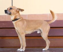 TYSON, Hund, Mischlingshund in Spanien - Bild 9