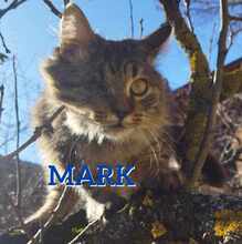 MARK, Katze, Europäische Langhaarkatze in Bulgarien