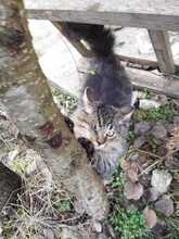 MARK, Katze, Europäische Langhaarkatze in Bulgarien - Bild 5