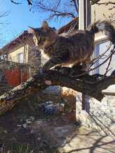 MARK, Katze, Europäische Langhaarkatze in Bulgarien - Bild 7