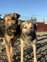 CHUCK, Hund, Mischlingshund in Rumänien - Bild 3