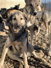 CHUCK, Hund, Mischlingshund in Rumänien - Bild 4