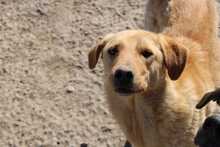 TOFFEE, Hund, Mischlingshund in Rumänien - Bild 2