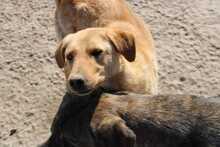 TOFFEE, Hund, Mischlingshund in Rumänien - Bild 3