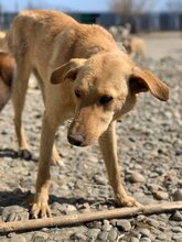 TOFFEE, Hund, Mischlingshund in Rumänien - Bild 5