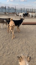 TOFFEE, Hund, Mischlingshund in Rumänien - Bild 7