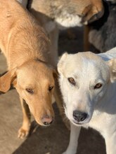 TOFFEE, Hund, Mischlingshund in Rumänien - Bild 8