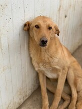 TOFFEE, Hund, Mischlingshund in Rumänien - Bild 9