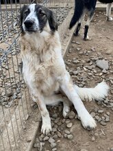 PIPPA, Hund, Mischlingshund in Rumänien - Bild 15