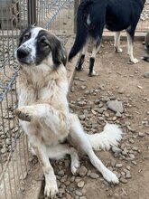 PIPPA, Hund, Mischlingshund in Rumänien - Bild 16